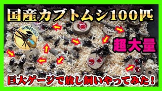 【真夏の祭典】超大量カブトムシ100匹を解き放つ！超特大室内テントゲージ内でカブトムシを触れまくれるカブトムシパークを大阪府大阪狭山市のカブクワショップでスタートしてみた！