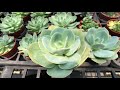 succulent plant 多肉植物小盆栽 白鳳