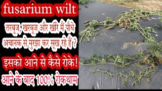 watermelon fusarium wilt। fusarium wilt treatment watermelon। #drpunitshishodia  #fusarium_wilt