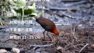 灰腳秧雞/ Slaty-legged Crake