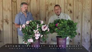 Introducing Two New Encore Azalea Varieties for 2021: An Interview with Inventor Buddy Lee