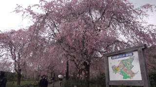 紅しだれ桜 /  京都府緑化センター (2013)