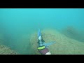 Spearfishing Grey Mullet!