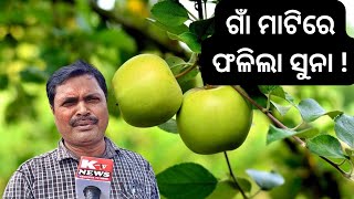 ଗାଁ ମାଟିରେ ଫଳିଲା ବିଦେଶି କୋଳି APPLE BER FARMING AT SAMANTARAPALLI@ktv531