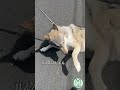 勇ましいローズウルフ ノーブルシェパード wolfdog