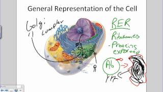 Cell and Organelles.wmv