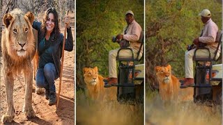The Reason Why  Lions ✅ Dont’t  Attack People In  A SAFARI VEHICLE ? The Answer Will Surprise You !