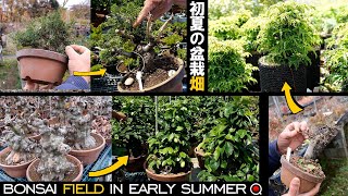 Let's visit the bonsai field in early summer [Bonsai Q]