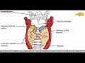 1 thyroid gland surgical anatomy of thyroid gland parts relations blood supply