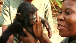 Au Congo, ils vont réintroduire des bonobos dans la nature