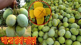 আমের রাজা ল্যাংড়া | চাঁপাইনবাবগঞ্জের কড়া মিষ্টি ও সুস্বাদু আম ল্যাংড়া | Langra Mango.