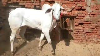 very beautiful nagori bachhda | racing bull | ox races