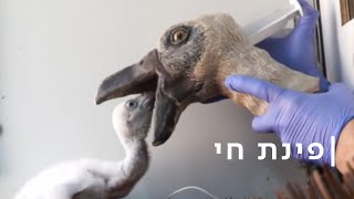 רעידת אדמה בכלוב: הטלנובלה של הנשרים