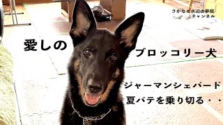 愛しのブロッコリー犬、ジャーマンシェパード 夏バテを乗り切る・・・Broccoli-loving Shepherd