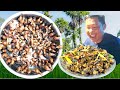 How To Cooking Land snail/Ouk Tola [ Pich LangDy ]