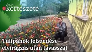 Tulipánok felszedése elvirágzás után tavasszal