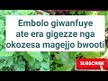 Okugezza embolo n'okugiwanvuya kozesa magejjo bwooti