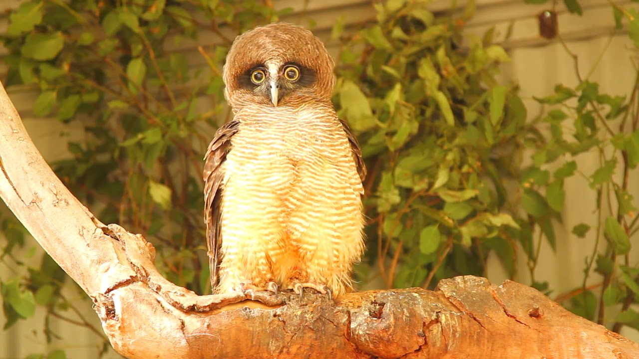 Australia S Rufous Owl Youtube
