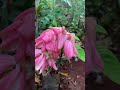 never seen such beautiful plant mussaenda itsallaboutnature pinkflowers pink trending