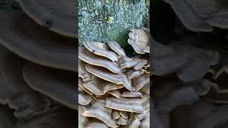 เห็ดแม่ไก่ยักษ์ใหญ่ hen of the wood