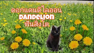 แดนดิไลออน หรือ ฟันสิงโต ผักป่ากินได้ทั้งใบทั้งดอก Dandelion plant