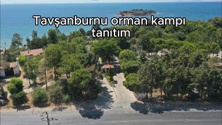 Aydın didim tavşanburnu orman kampı tanıtım