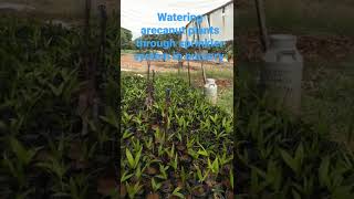 || betel nut plants || ಅಡಿಕೆ ಗಿಡ ||