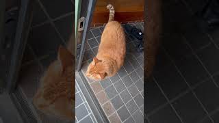 【ねこのロデム】 また、雪降り出した☃️#ねこのロデム #ねこ動画 #ねこのいる生活 #shorts