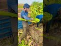 how to banana work bahut mehnat lagta hai banana andhra farming banana fruit