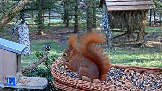 Záchranná stanice živočichů Makov - Krmítko (Bird feeder) ~ 11/12/2019