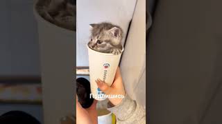 ПоДпИШиСь нА кОтиКа... 😍😻