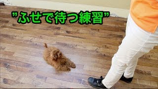 ふせで待つ練習！〜犬のしつけは大阪のsmart-dog〜