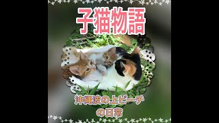 【子猫物語】沖縄那覇波の上ビーチの日常