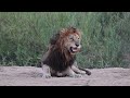 lion cubs pester their father