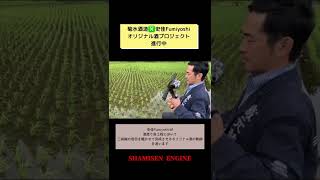 稲に三味線聴かせてます♫菊水酒造❎史佳Fumiyoshiオリジナル酒プロジェクト進行中🍶酒造り完成までの様子を少しずつお届けします♫三味線プレイヤー史佳Fumiyoshi#shorts #三味線