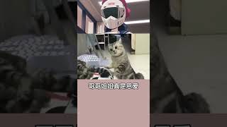 当你家有个像林妹妹的绿茶猫时 when you have bi*** cat