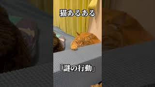 【猫】猫あるある「謎の行動」【かぎしっぽすず\u0026つむぎ】　#shorts　#猫  #cat #可愛い猫　#可愛いペット#保護猫  #kitten