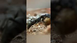 Motabel Ants TAKE DOWN Termites in EPIC Battle!