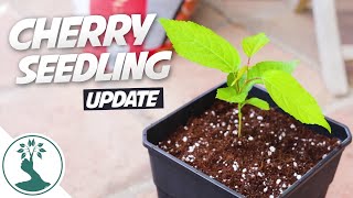 Cherry Seedlings Repotting AWESOME GROWTH!