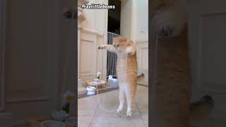 Cat jump rope