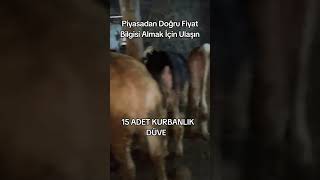 #kurbanlık #düve