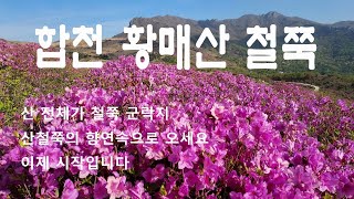 황매산 철쭉 이제 개화가 시작되었습니다 돛대바위/철쭉군락지/황매산정상/모산재 2023-04-27