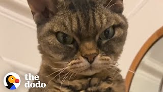 Grumpy, Un-adoptable Cat Is Her New Mom's Shadow | The Dodo Cat Crazy