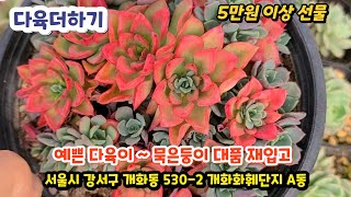 다육더하기(2) 예쁜 다육이 대품들 재 입고 블루칸테 온슬로우금 피어리스금 블루엘프