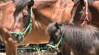 ポニー と 木曾馬 (のんほいパーク／豊橋総合動植物公園) 2021年7月24日