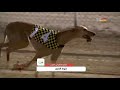 سباق السلوقي الختامي ذكور 27 يناير 2018