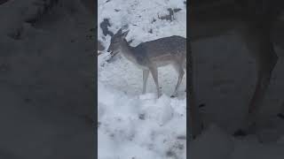 Feeding animal living in snow ❄️😍.#subscribe #cute #animals