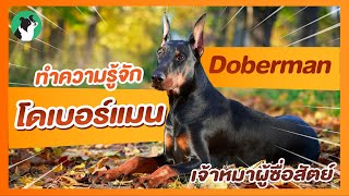 โดเบอร์แมน สุนัขสุดซื่อสัตย์และจงรักภักดี คนที่คิดจะเลี้ยงควรรู้ !!