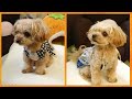 犬服ファッションショーで意外な発見！【マルプー】