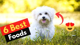 6 Best Dog Food for Maltese dogs | Which Food brand should you get?